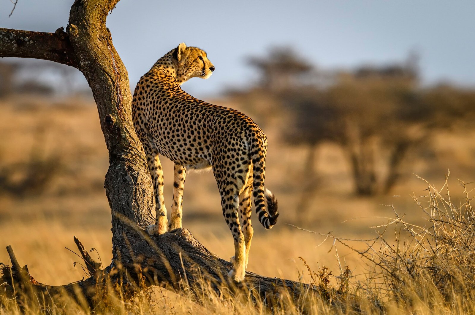 Tiger in Tanzania