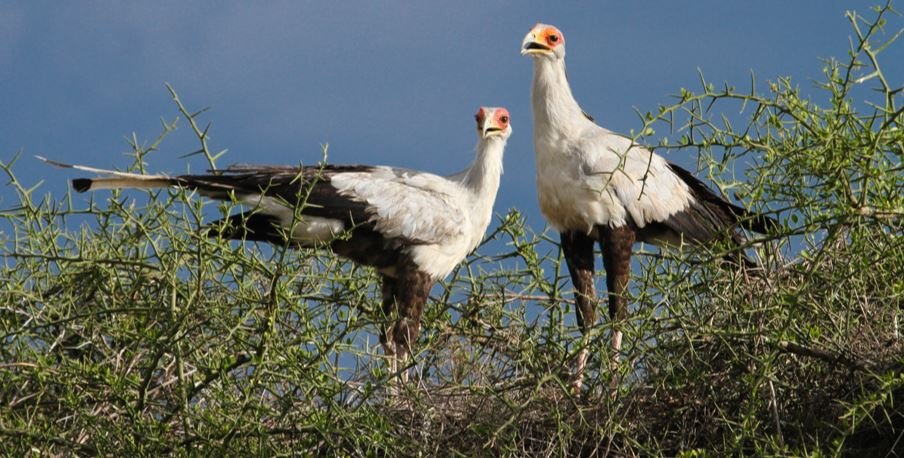 Bird Watching Arusha National Park