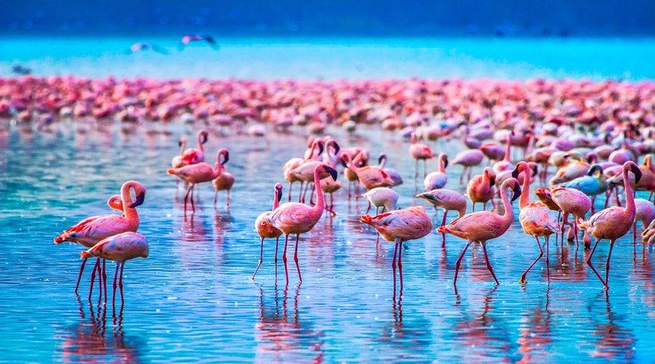 Lake Manyara National Park Bird Watching