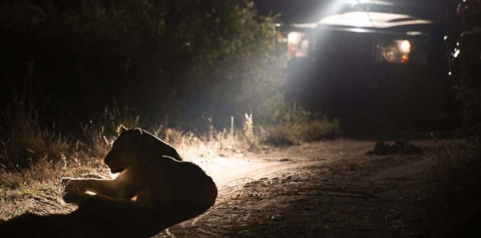 Lake Manyara National Park Night Safaris