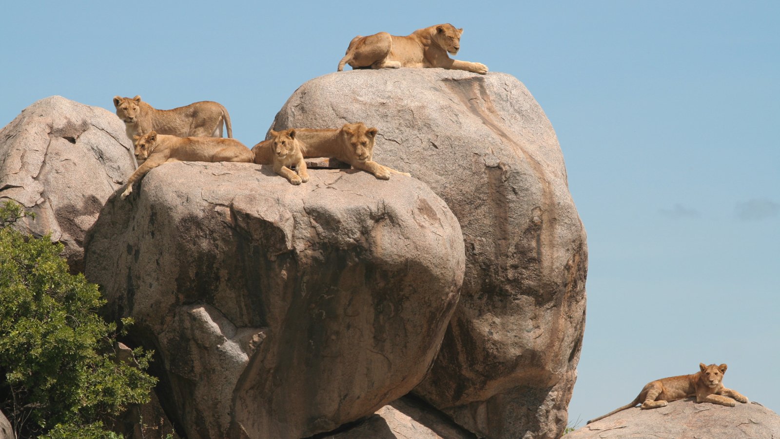 Serengeti Kopjes