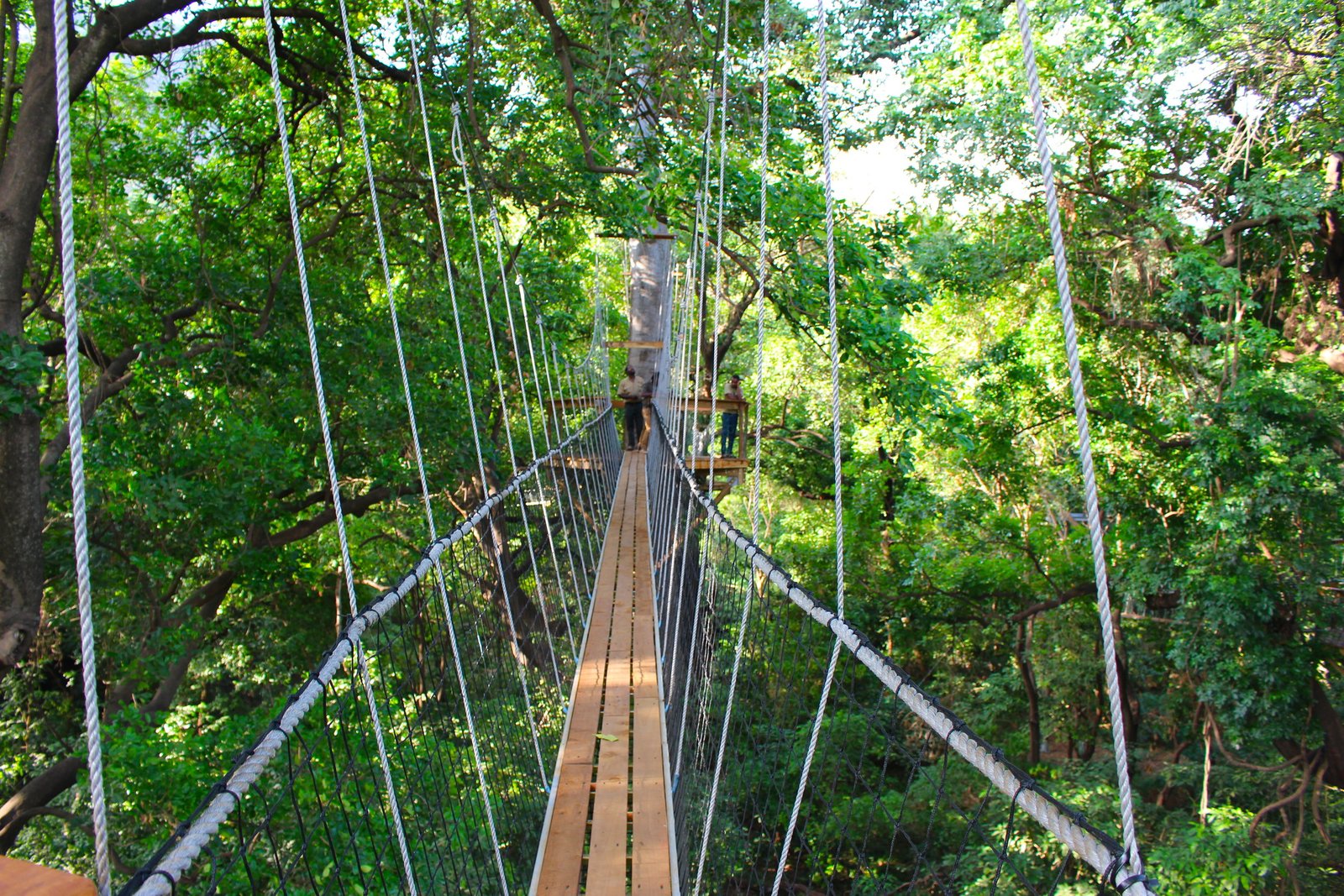 Treetop Walkway at Lake Manyara National Park