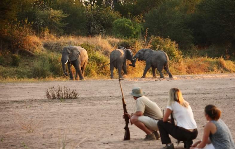 Walking Safaris Ruaha National Park