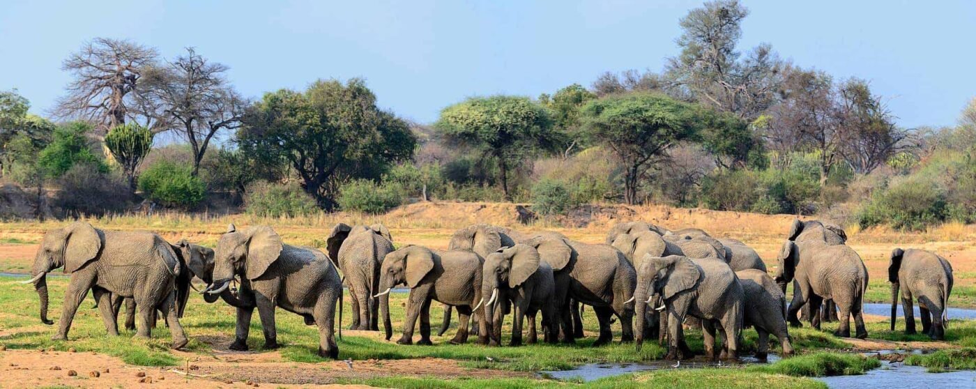 Wildlife Viewing Ruaha National Park