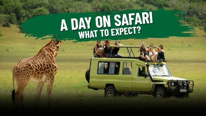 typical day on safari in africa